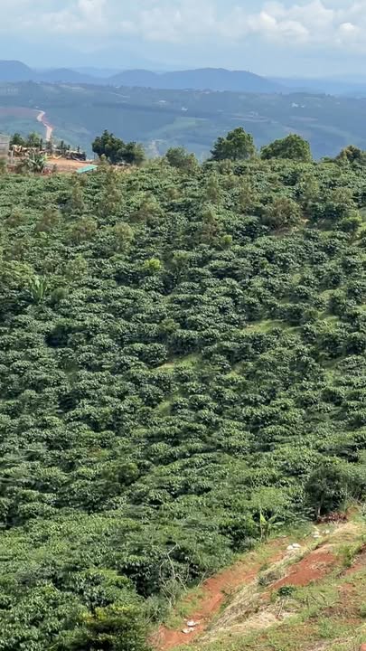 Lô rẫy 6ha tại Quảng Khê - Giá 8 tỷ - Đang thu hoạch cà phê tốt!