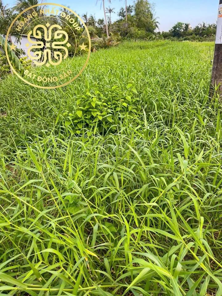 Đất thổ cư 500m² tại xã Thạnh Phú, Cái Nước chỉ 900 triệu - Đầu tư sinh lời!