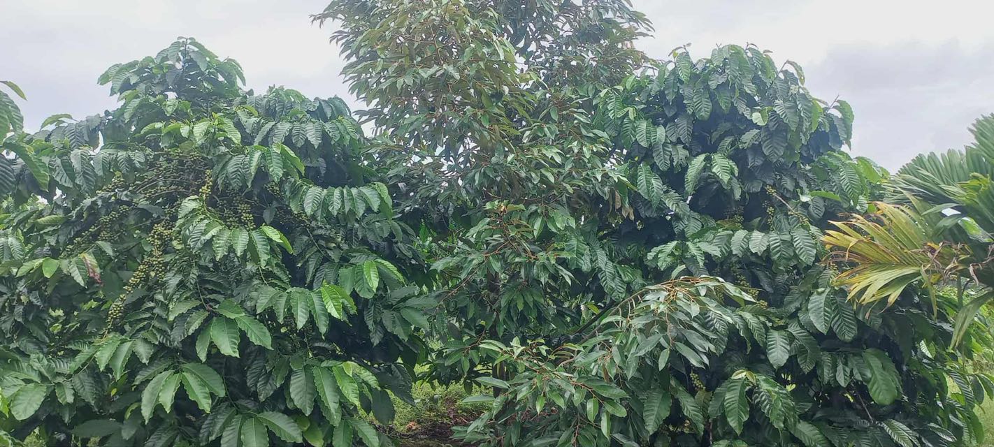 Farm Nghĩa Tân 1.3ha giá 3.5 tỷ - Nguồn thu ổn định và tiềm năng phát triển