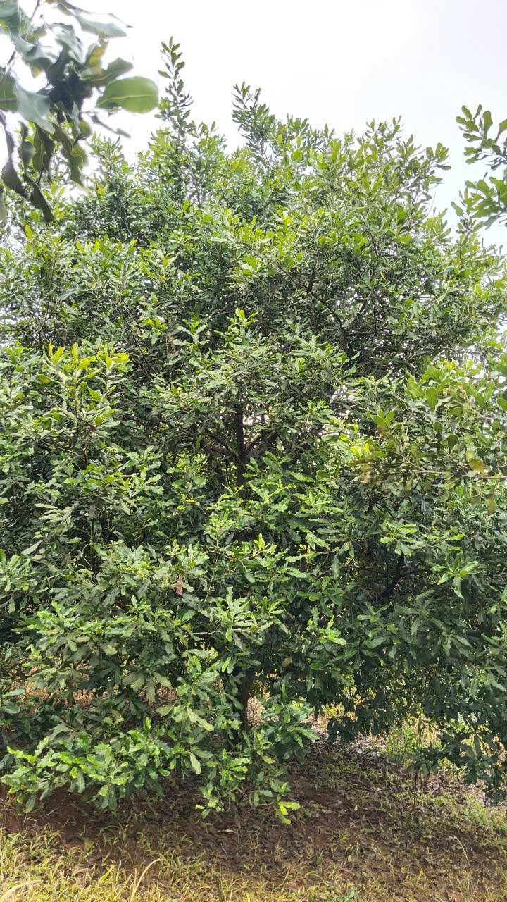 Farm Đắk Nông 5,2ha giá 8,5 tỷ - Đang thu hoạch cà phê, sầu riêng