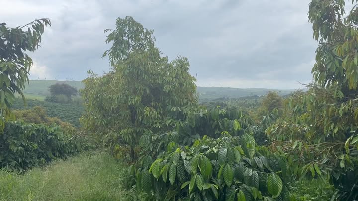 Đất farm 1.2ha tại Thuận Hà, Đắk Song - Giá chỉ 2.4 tỷ, cơ hội đầu tư tuyệt vời!