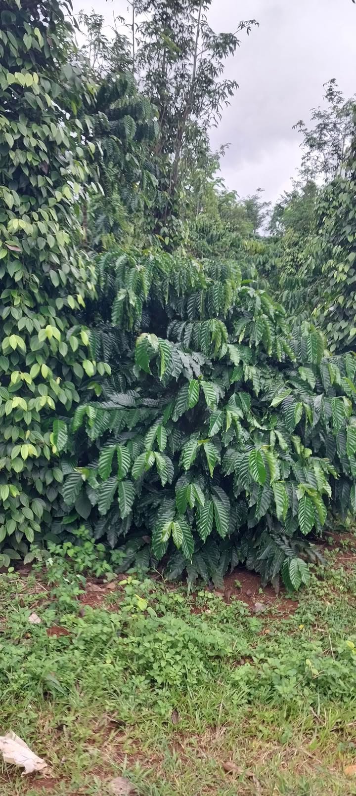 Bán gấp 2 lô rẫy tại Nghĩa Tín, Gia Nghĩa - Giá hợp lý chỉ từ 700 triệu!