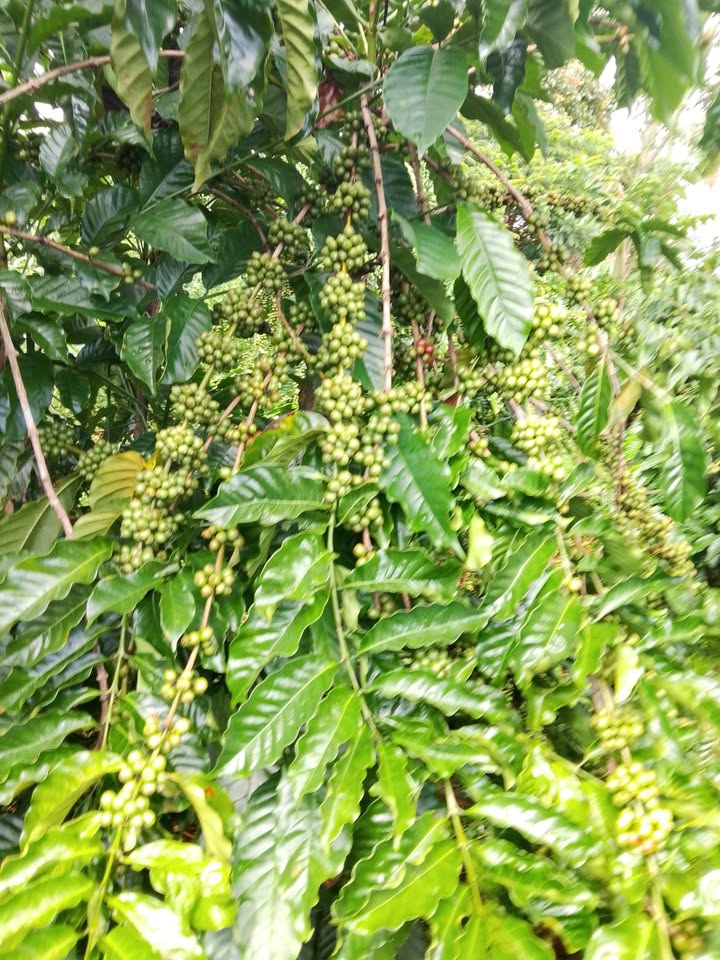 Đất vườn Nghĩa Thắng, Gia Nghĩa 5600m² giá 1.05 tỷ - Cơ hội đầu tư tốt!