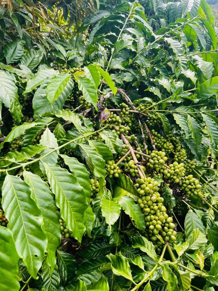 Bán rẫy cà phê 7 sào tại Đắk Ha, Đắk Glong - Giá 1.2 tỷ, thu nhập ổn định!