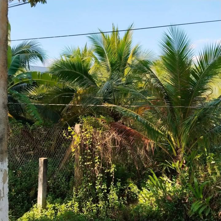 Đất mặt tiền lộ nhựa 19, xã Vang Quới Tây, 408m² - Cơ hội đầu tư hấp dẫn!