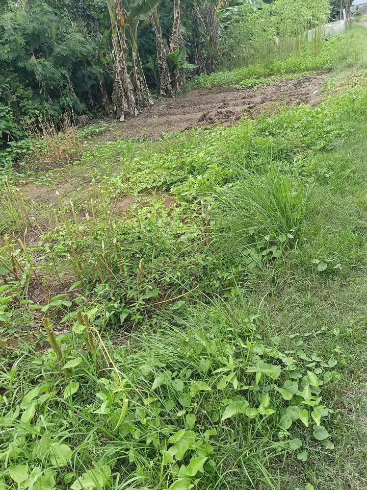 Đất thổ cư Thạnh Phước, Bình Đại 680m² giá 2.72 tỷ - Mặt tiền Quốc lộ lớn!