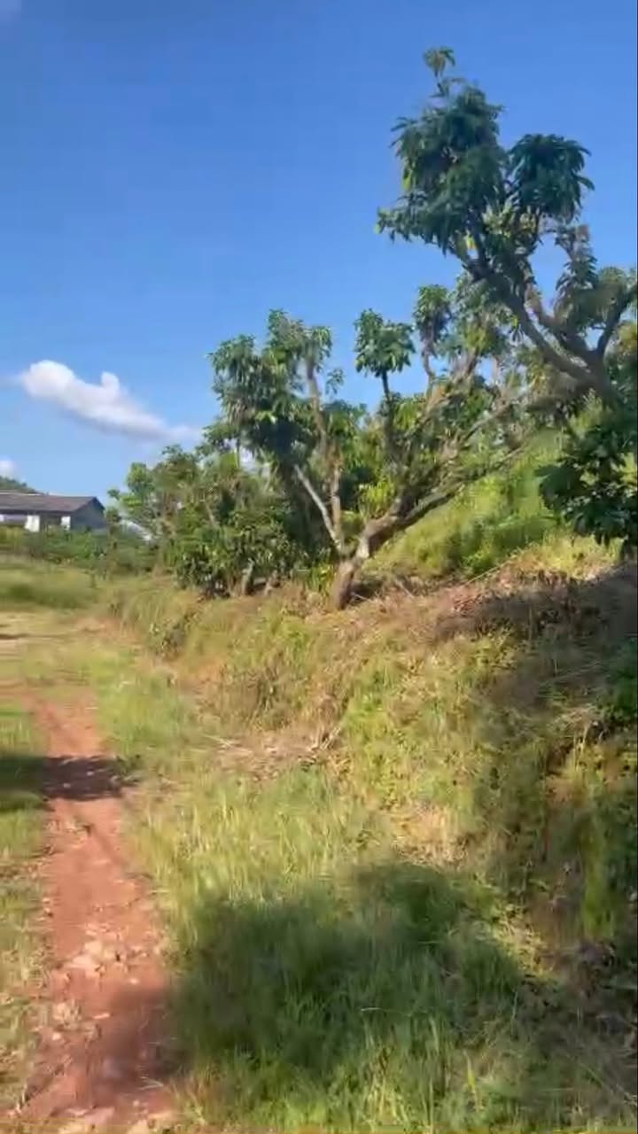 Farm 3302m² tại Lục Ngạn - Giá chỉ 400 triệu - Đầu tư sinh lời lý tưởng!