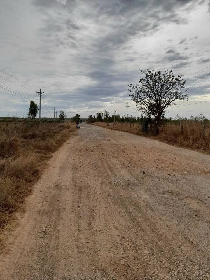 Farm Hòn Dồ, Thuận Quý 25ha - Đầu tư sinh lời với thanh long và dừa