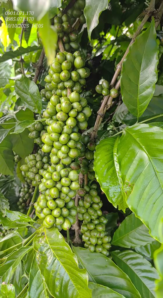Farm Cà phê 1 hecta Nam Dong, Cư Jút, Đắk Nông - Đang thu hoạch mạnh mẽ!