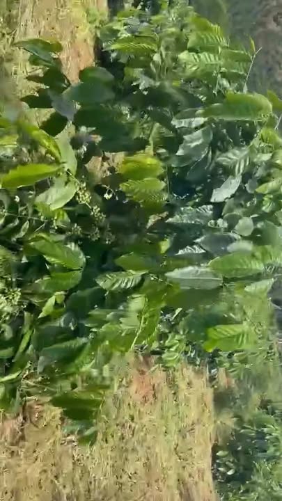 Đất Farm chính chủ tại thôn 3, xã Trường Xuân, Đắk Song 95.000m² - Pháp lý rõ ràng!