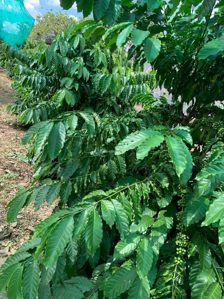 Farm bán gấp tại Thôn 5, Trúc Sơn, Cư Jút 7000m² - Giá chỉ 1.05 tỷ!