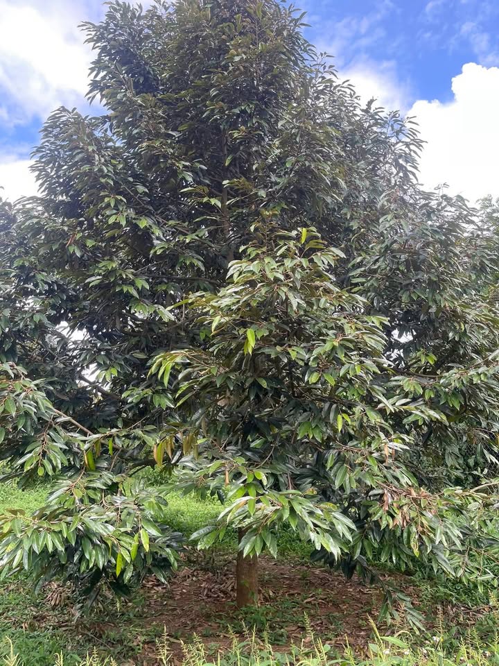 Đất Farm Ea Yông 2500m² giá 2.05 tỷ - Sổ đỏ chính chủ, điện nước đầy đủ!