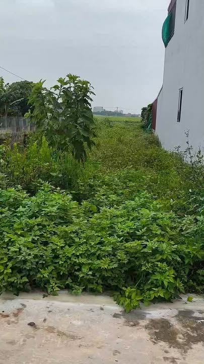 Đất nền Nghĩa Tân 205m² giá 800 triệu - Lô góc 2 mặt thoáng, pháp lý rõ ràng!