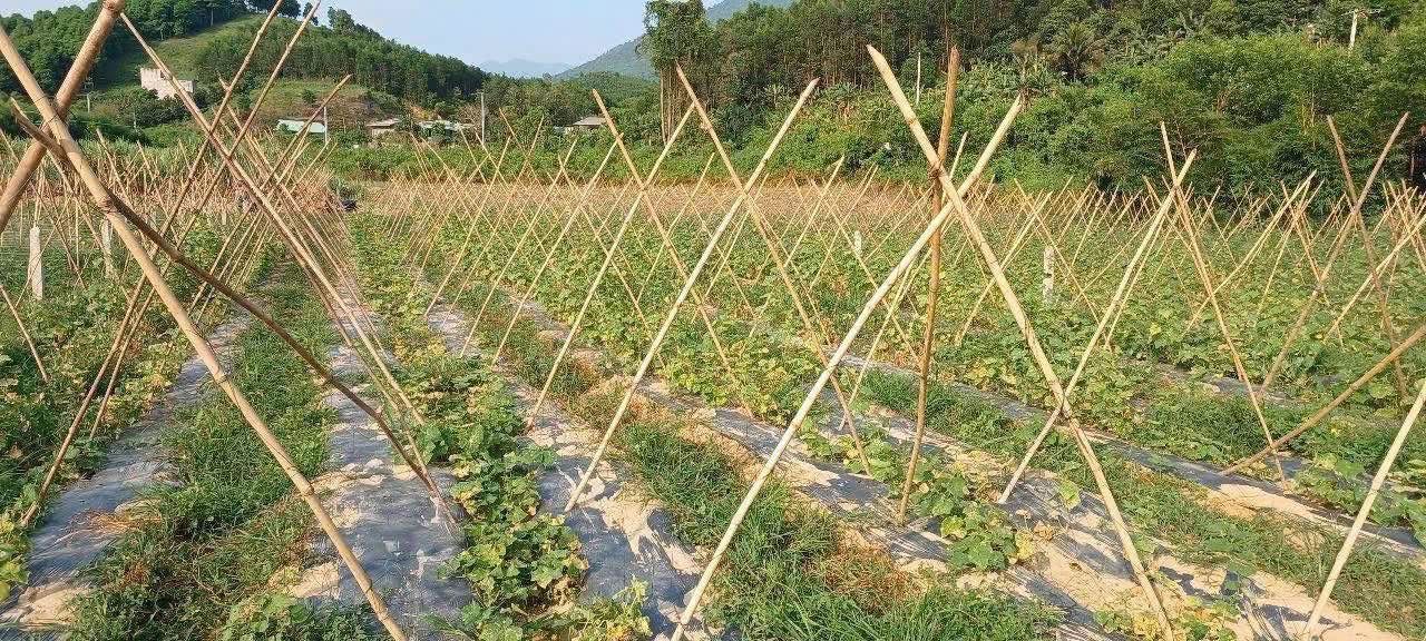 Đất nền 1000m² tại Xã Diên Lâm - Giá chỉ 850 triệu, view Sông Chò tuyệt đẹp!