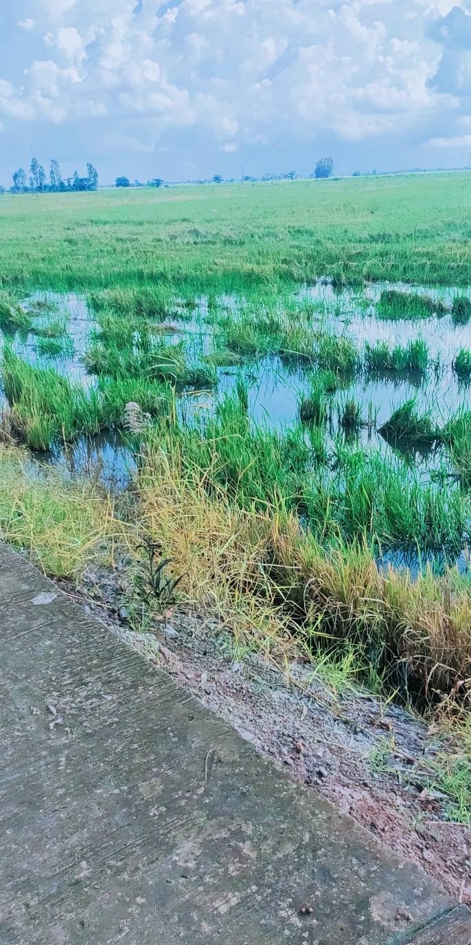 Đất mặt tiền đường Lộ ĐAL 3.5m tại Viên An - Trần Đề - Sóc Trăng 32.000m² giá 1.2 tỷ - Cơ hội đầu tư tuyệt vời!