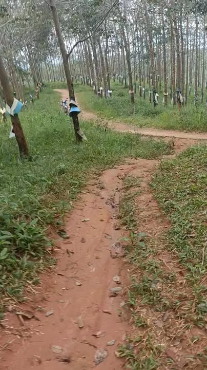 Đất nông nghiệp 1,5ha tại Đăk Cấm, giá 600 triệu - Thu nhập ổn định từ cây cao su!