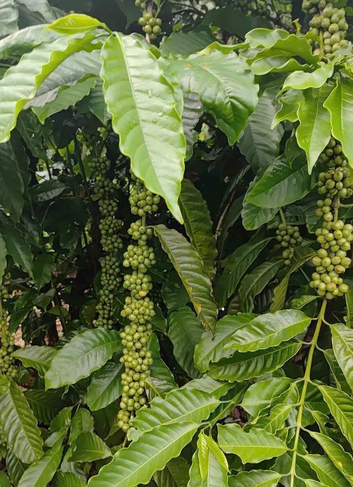 Farm Đắk Nông 13,000m² giá 2.888 tỷ - Tiềm năng thu hoạch cao!