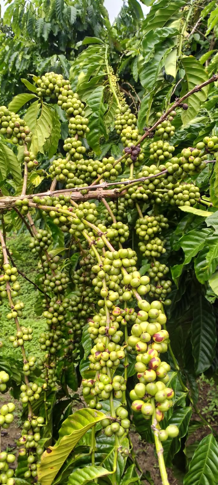 Đất nền chính chủ phường 3, Bảo Lộc 10.000m² giá 3.7 tỷ - Sổ đỏ đầy đủ, xe hơi vào tận nơi!