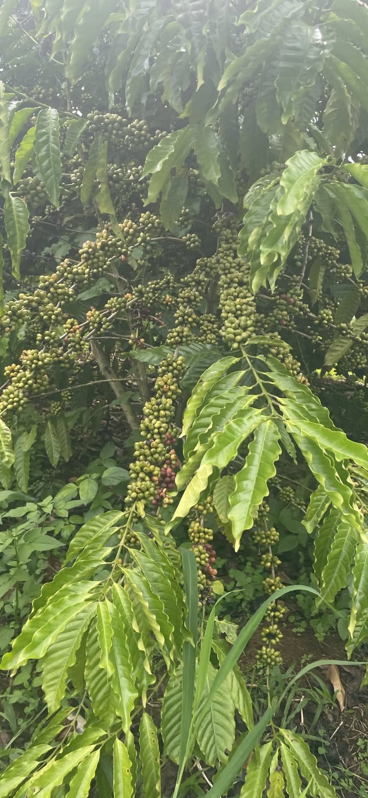 Bán gấp rẫy 20.000m² tại khu phố 8, phường Quảng Khê, Đắk Nông - Sổ đỏ chính chủ