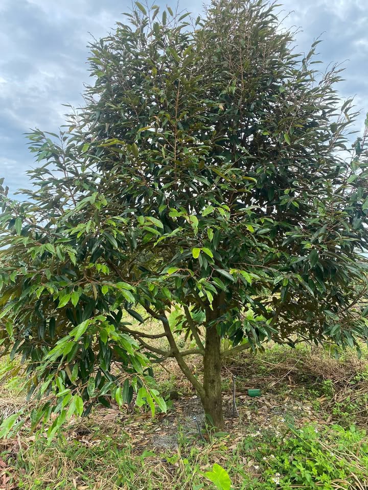 Đất nông nghiệp 75000m² tại xã Phú An, Tân Phú - Sầu riêng đang thu hoạch, giá chỉ 4.5 tỷ!