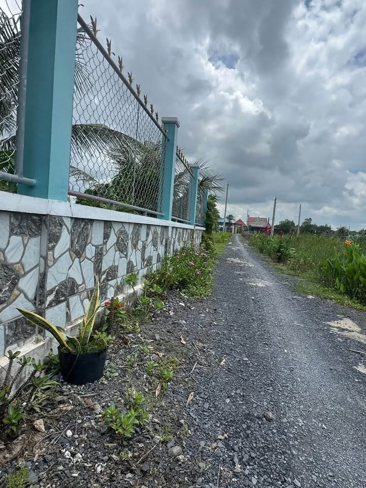 Đất lúa 1249m² mặt tiền xe hơi tại Cần Đước - Giá chỉ 1.2 tỷ, chính chủ bán gấp!