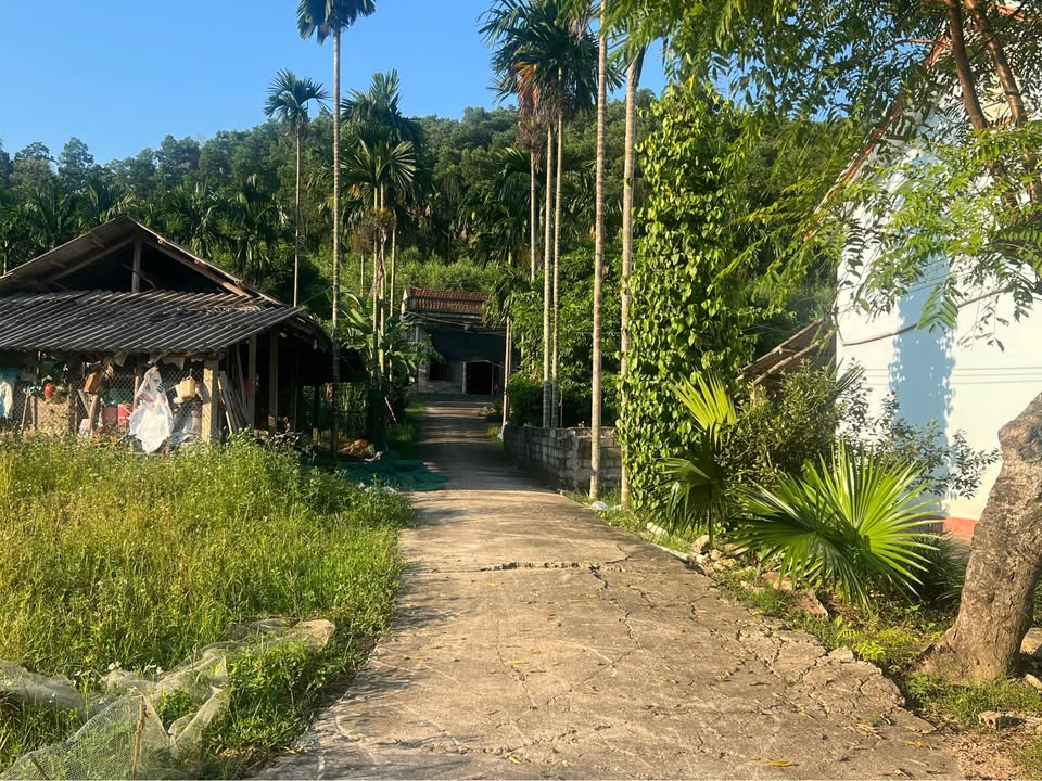 Đất nền Hiền Lương, Hạ Hòa 115m² giá chỉ 100 triệu - Cơ hội đầu tư tuyệt vời!