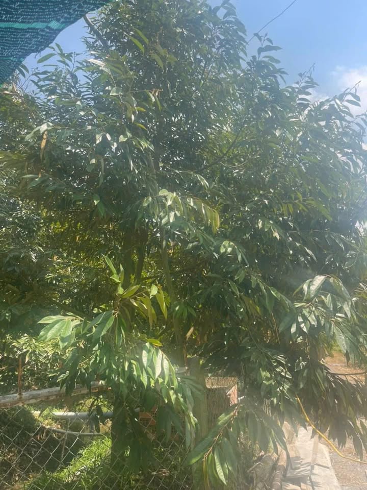 Farm 5 công đất sầu riêng Ri6 tại Mỹ Tân, Cái Bè - Sổ hồng chính chủ, giá 3.75 tỷ!