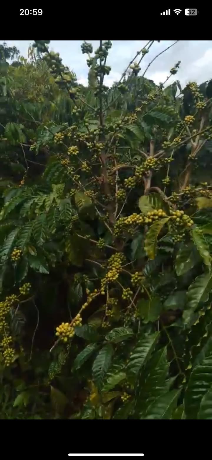 Đất nền Cuôr Đăng, Cư M'gar 360m² giá 290 triệu - Gần khu công nghiệp, cơ hội đầu tư tốt!