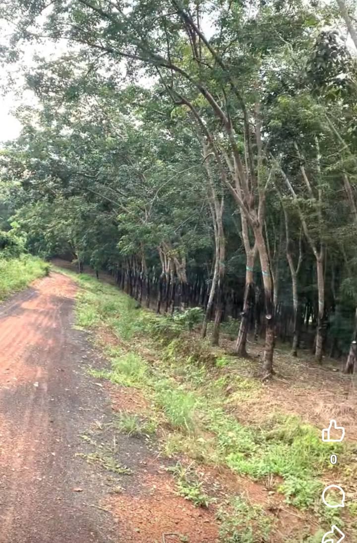 Đất farm Đồng Tâm, Đồng Phú, Bình Phước 2,7ha - Cơ hội đầu tư hấp dẫn!