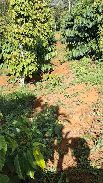 Farm 2ha Nâm N'Jang Đắk Song giá 4.5 tỷ - Nguồn thu ổn định!