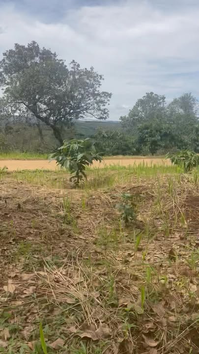 Farm 1.5ha tại Đắk Tích, Tuy Đức - Tiềm năng đầu tư vượt trội chỉ 1.35 tỷ VND!