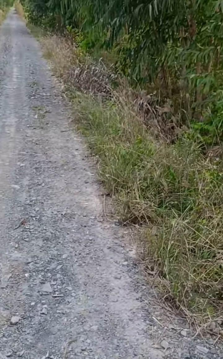 Đất vườn 4800m² tại ấp 1, xã Thạnh Lợi, giá 2.65 tỷ - Sẵn sàng đầu tư!