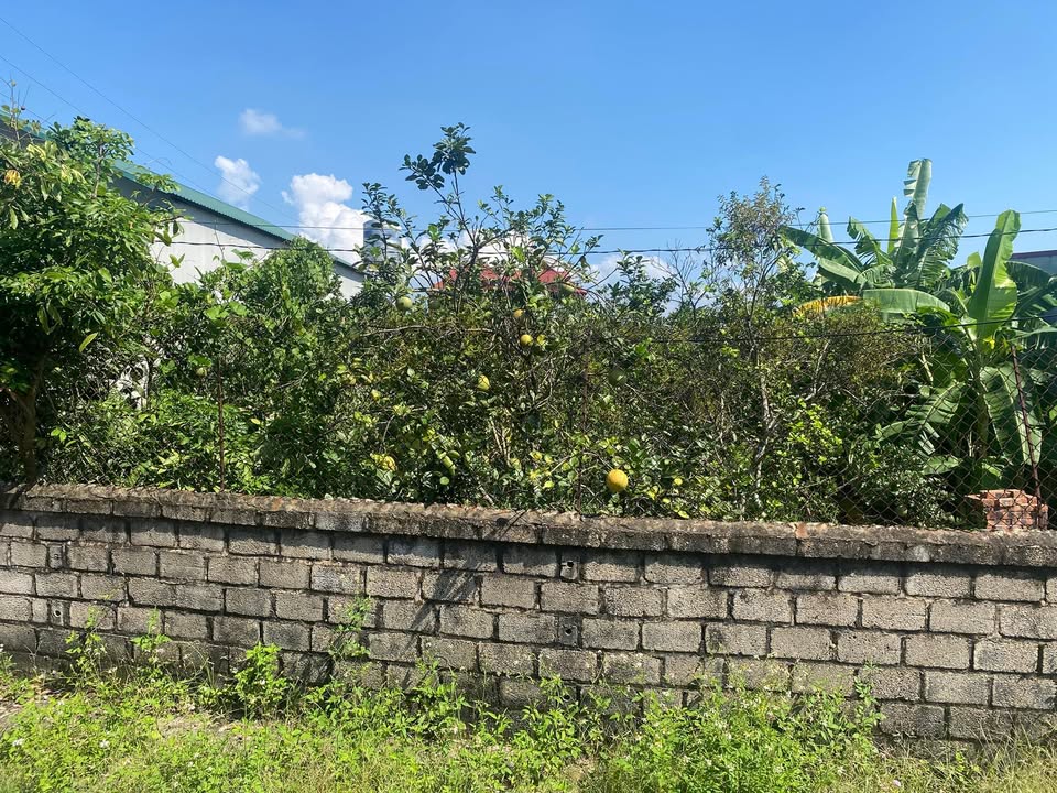 Đất nền Thanh Hải Lục Ngạn 228m² giá 1 tỷ - Đầu tư sinh lời ngay!