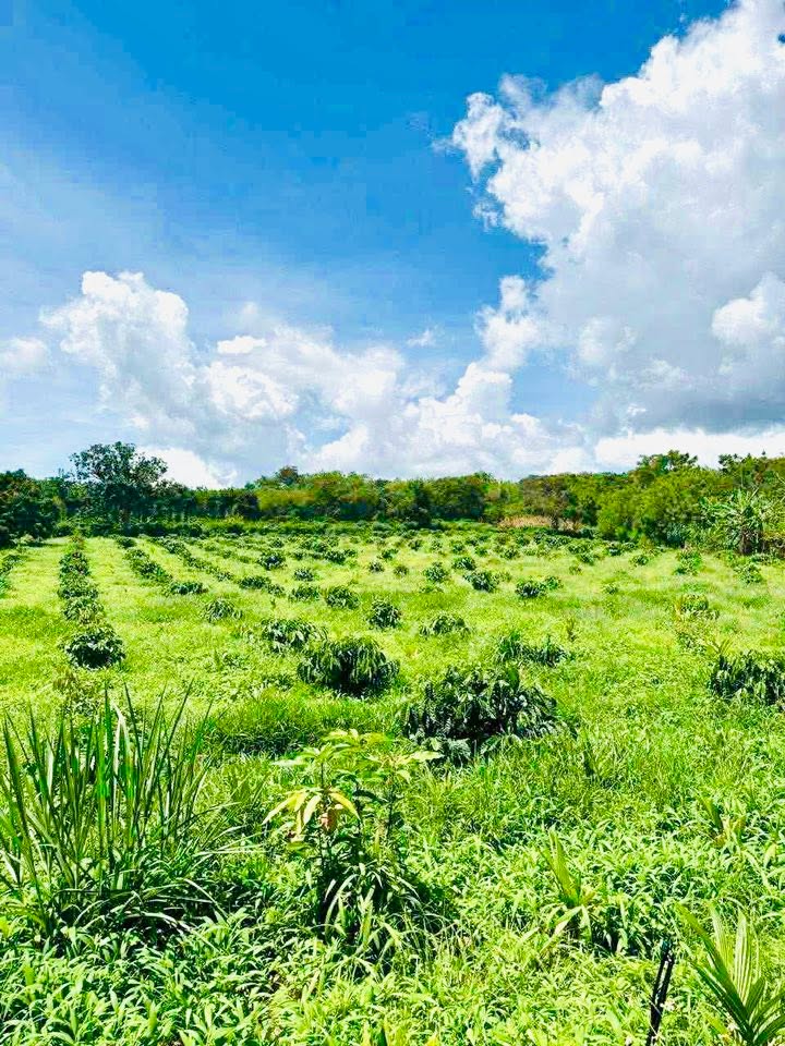 Farm tại Xuân Phú, Ea Kar 1ha giá 2.5 tỷ - Đầu tư sinh lời ngay!