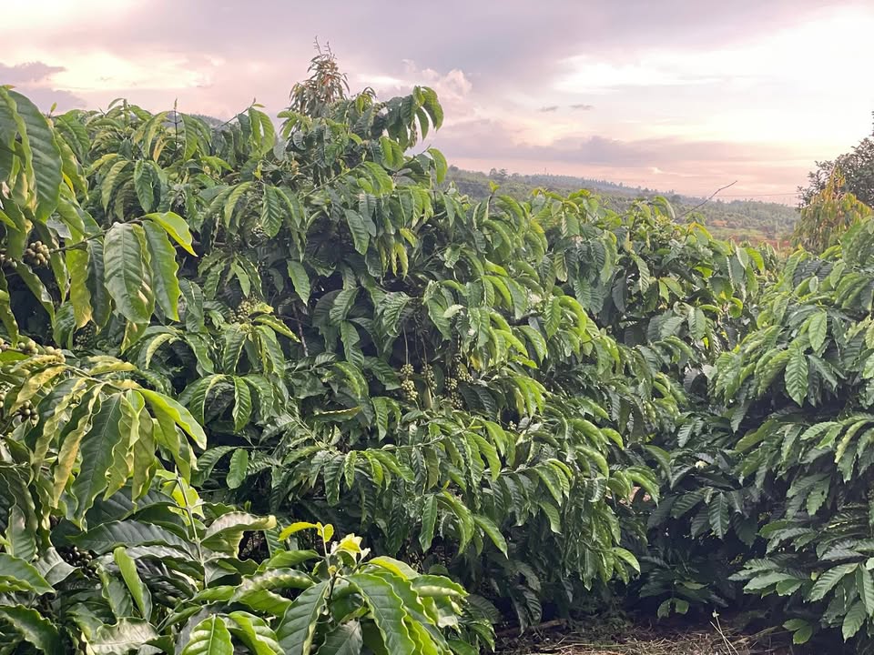 Đất nông nghiệp 14.000m² tại Đăk Tích, Tuy Đức - Giá chỉ 3.5 tỷ!