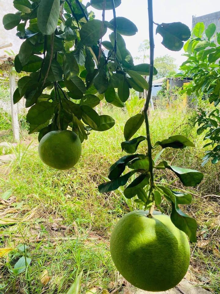 Đất kiệt 111 Trần Thái Tông, 100m² giá 1.3 tỷ - View đẹp ngắm thành phố Huế!