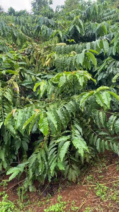 Farm 32.400m² tại Trường Xuân, Đăk Song - Cơ hội đầu tư sinh lời!