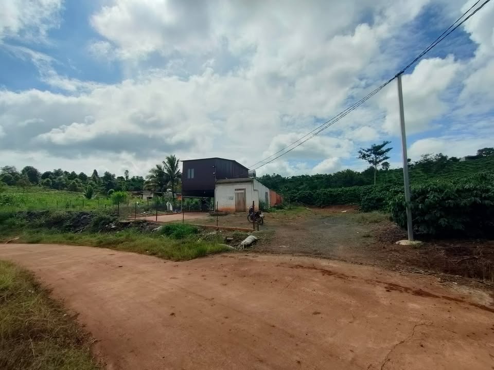 Đất Farm Cà phê Đăk Rla 2ha giá 7.3 tỷ - Sẵn sàng thu hoạch ngay!