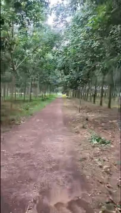 Đất trang trại 9ha tại Thanh Lương, Bình Long giá 19 tỷ - Pháp lý rõ ràng, đầu tư sinh lời!