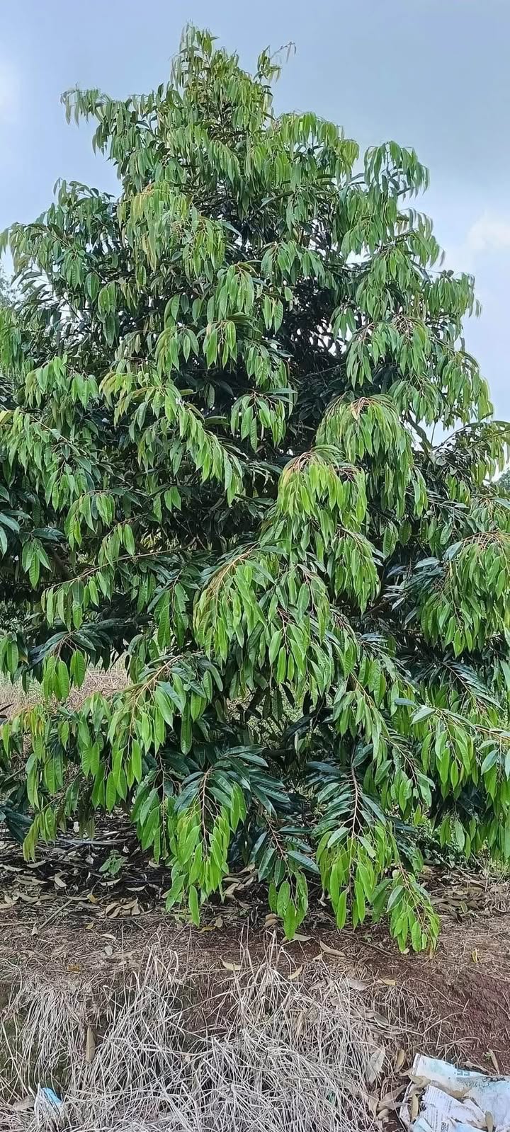 Đất nền mặt tiền ĐT 759, Đồng Phú, 90m² - Tiềm năng sinh lời cao