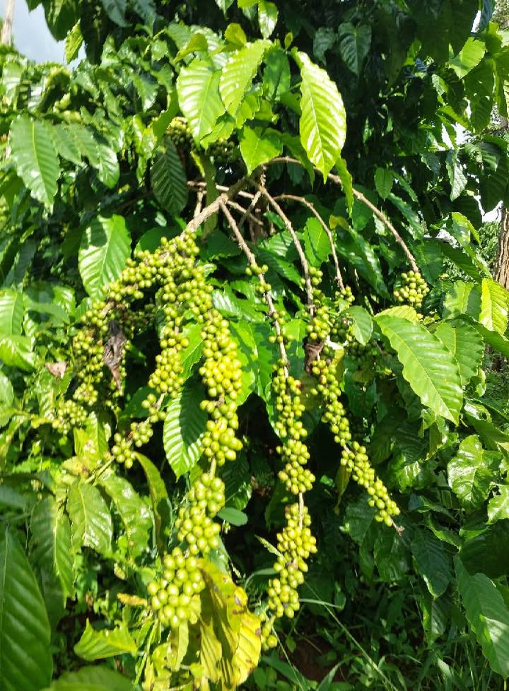 Farm 5000m² xã Ia Tôr Chư Prông giá chỉ 2.3 tỷ - Lô góc 2 mặt tiền hấp dẫn!