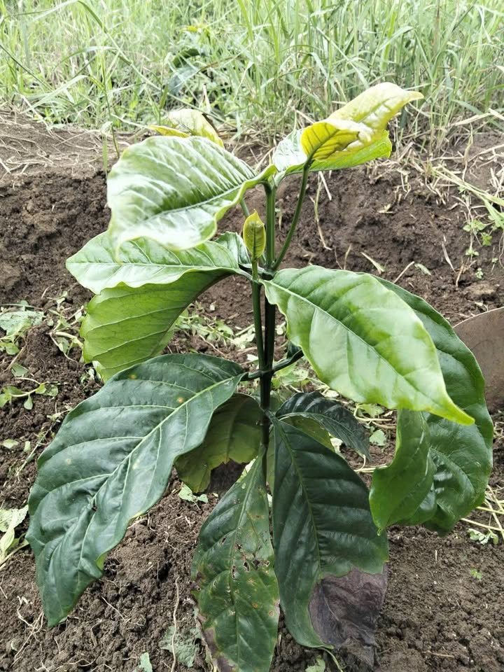 Đất Tân Hà 2100m² giá 800 triệu - Cơ hội đầu tư tuyệt vời!