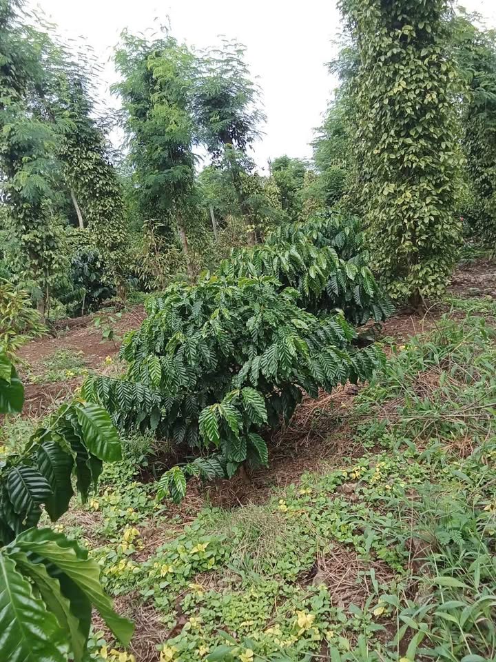 Đất Farm Cư Huê Ea Kar 90.000m² giá 2 tỷ - Sổ đỏ chính chủ, thuận tiện giao thông!