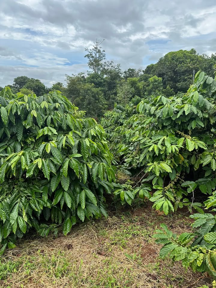 Farm đẹp tại Ea Sin, Krông Buk 1,6ha giá 3,8 tỷ - Sẵn sổ đỏ giao ngay!