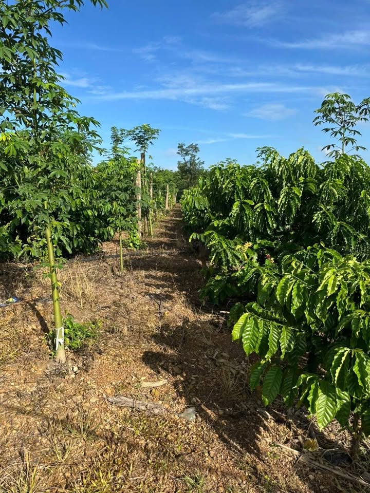 Farm 2ha Ea Pô Đắk Nông giá 1.8 tỷ - Ô tô vào tận nơi, có điện nước đầy đủ!