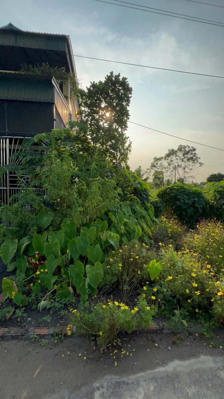 Đất nền Mạo Khê, Uông Bí 82m² giá 1.6 tỷ - Vị trí đắc địa, tiện ích xung quanh!