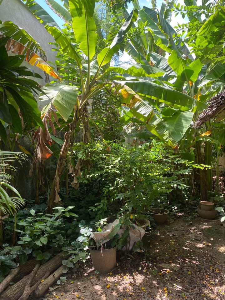 Đất mặt tiền QL50 Tân Mỹ Chánh 145m² giá 3 tỷ - Cơ hội đầu tư hấp dẫn!