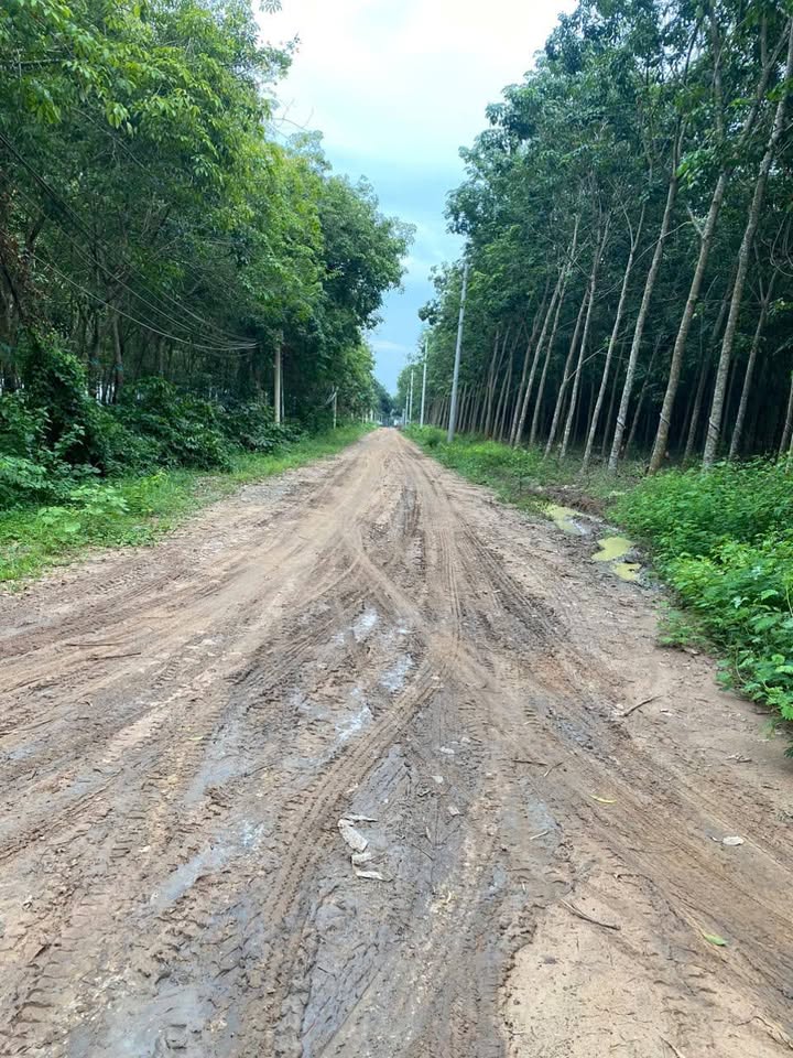 Đất Farm Tân Long Phú Giáo 11.284m² giá 10.5 tỷ - Đầu tư sinh lời hấp dẫn!