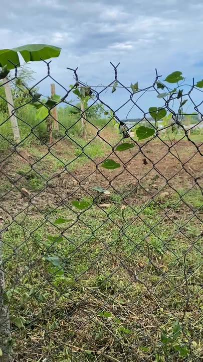 Đất nền Phú Vang Tuy Hòa 500m² - Bán nhanh, giá thỏa thuận!