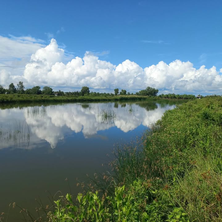 Đất vuông tôm Y hình 7200m² tại Thới Bình, Cà Mau - Giá chỉ 300 triệu/năm!